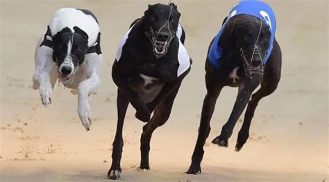 ladbrokes greyhound derby betting|Greyhound Betting Tips: Our trader talks today’s action .